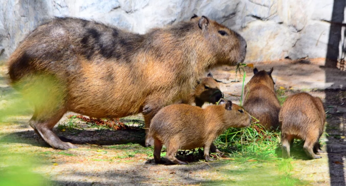 Fot. ZOO Gdańsk
