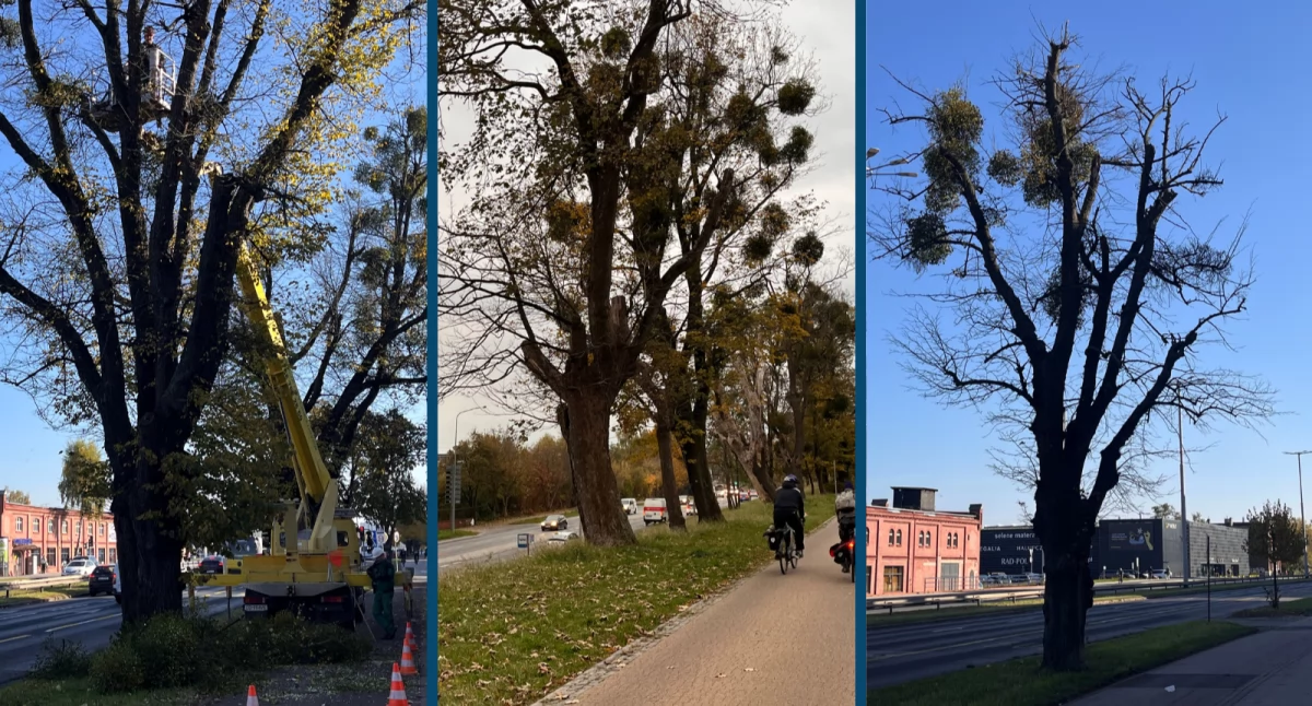 Przyroda, Rusza pielęgnacja ponad drzew Usuną jemiołę posusz - zdjęcie, fotografia
