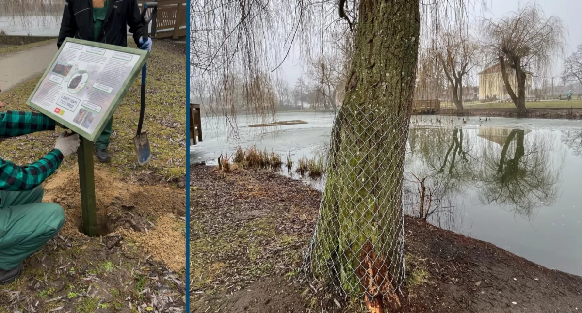 fot. Gdański Zarząd Dróg i Zieleni