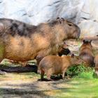 Fot. ZOO Gdańsk