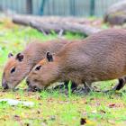 Fot. ZOO Gdańsk