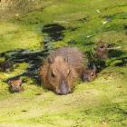 Fot. ZOO Gdańsk