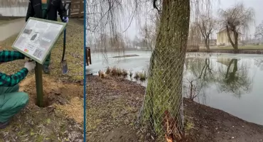 Bobry w mieście. Gdańsk edukuje mieszkańców i zapewnia zwierzętom bezpieczne warunki